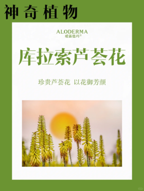 珍贵芦荟花，以花御芳颜！