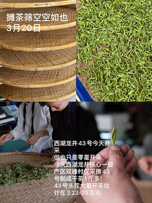 2026西湖明前龙井🍵核心yi级产区 高山明前龙井 头茬开采制作中！龙井43头茬 早送礼心意足 清甜香气 ！老茶树群体种头茬香郁 老茶客s选！花花品质生活团 商品图5