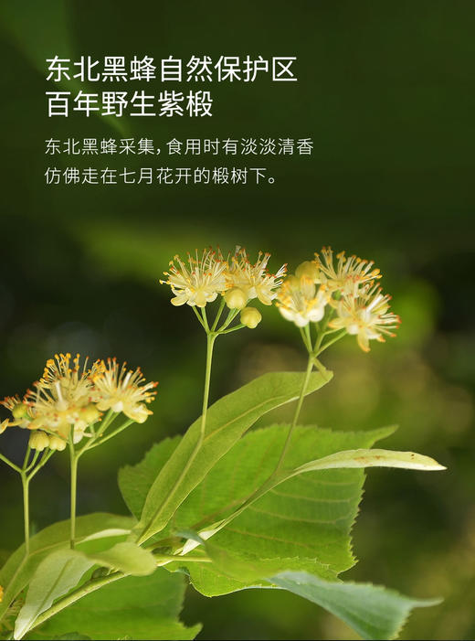 包邮到家！长白山椴树雪蜜，东北黑蜂自然保护区，百年野生紫椴，纯东北黑蜂采蜜，口感细腻醇厚绵甜无任何添加剂，❌拒绝添加白糖、色素、抗生素！用蜂蜜做代糖更健康！独立包装，一次一勺方便搅拌 商品图3