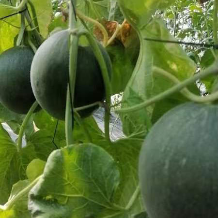 亚洲蜜甜瓜（同城拍） 商品图0