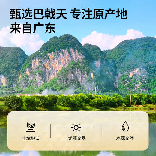 【168元任选3件】【正宗同仁堂品牌】北京同仁堂 青源堂 巴戟天 150克  广东严选 纹理清晰 自然清香SY 商品图5