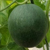 亚洲蜜甜瓜（同城拍） 商品缩略图1