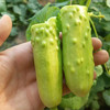 山东白玉水果黄瓜，现摘现发，超嫩、超脆、超解腻！ 商品缩略图3