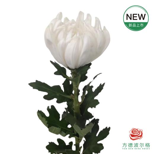 市场单头菊-白 商品图0