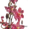 兰花 | 跳舞兰红樱桃 商品缩略图2