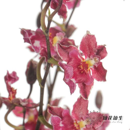 兰花 | 跳舞兰红樱桃 商品图2