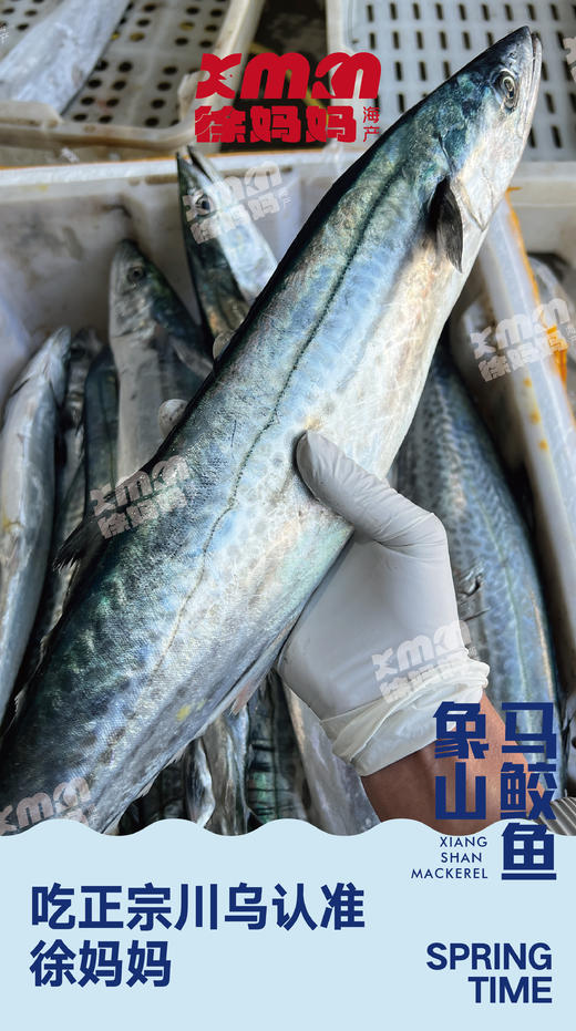 鰆鯃（象山川乌） 商品图1