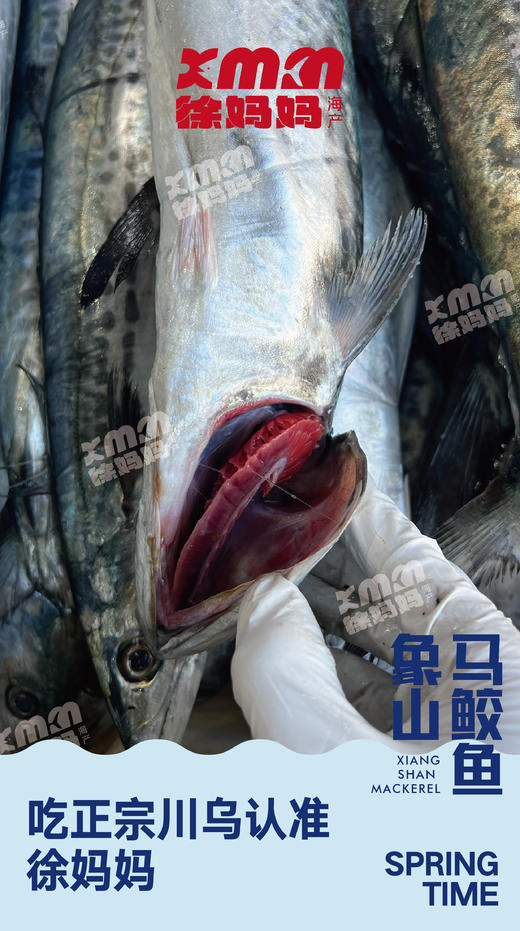 鰆鯃（象山川乌） 商品图2