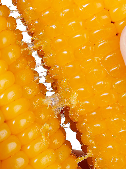 糯氏东北黄糯玉米棒新鲜糯玉米真空包装粘玉米非转基因早餐代餐玉米棒   250g/根 商品图6