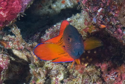 条纹红龙 商品图1