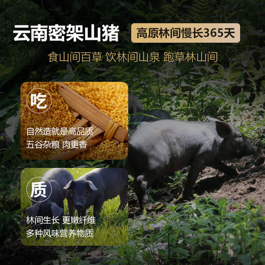【有机黑山猪】 云南密架山猪 新鲜有机猪肉 土猪肉 森林放养 商品图2