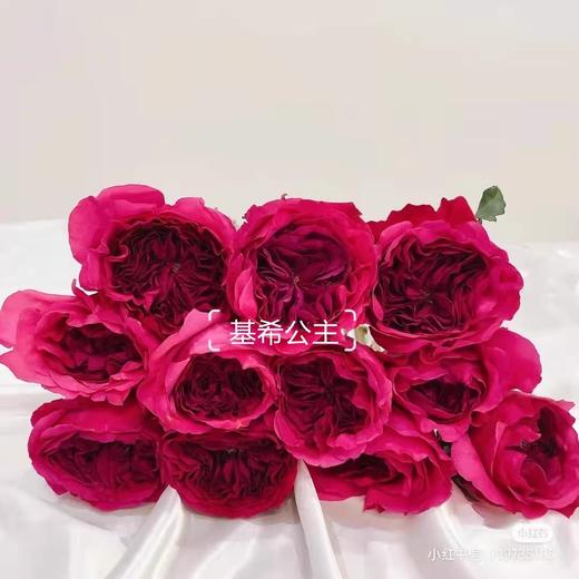 肯尼亚花园princes kishi基希公主 12支 商品图9