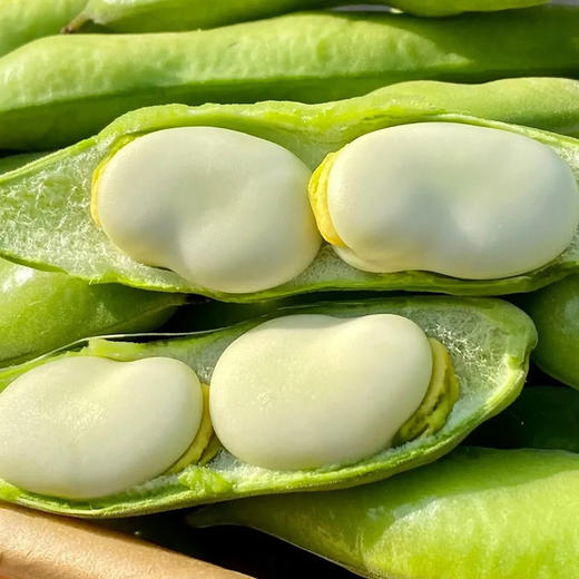云南鲜蚕豆，带皮
蚕豆性平味甘，不温不燥
有益气健脾、利湿消肿的作用
尤其是春夏相交之际
湿气来袭，人容易没食欲、脾胃差
此时最适合吃点蚕豆
有助缓解这些小问题
2斤/份 商品图0