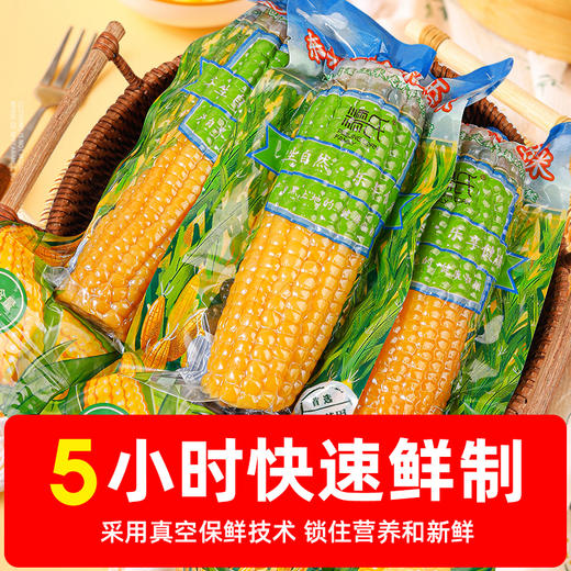 糯氏东北黄糯玉米棒新鲜糯玉米真空包装粘玉米非转基因早餐代餐玉米棒   250g/根 商品图1