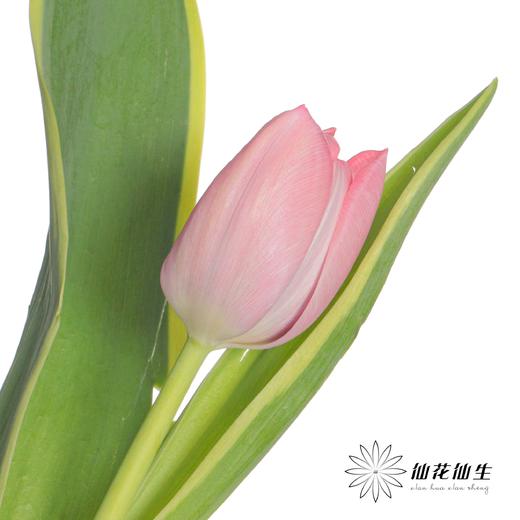 国产郁金香 | 魔幻 商品图5