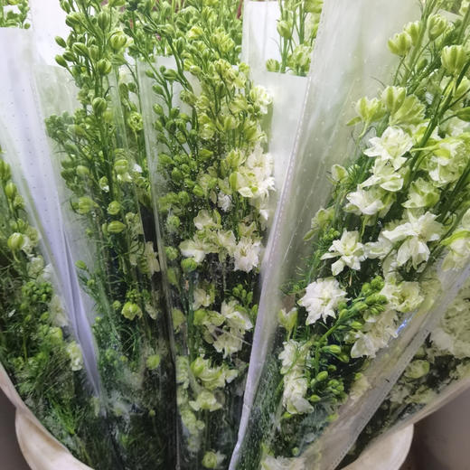 千鸟飞燕 商品图1