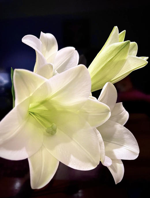 百合 | 铁炮白色 商品图0