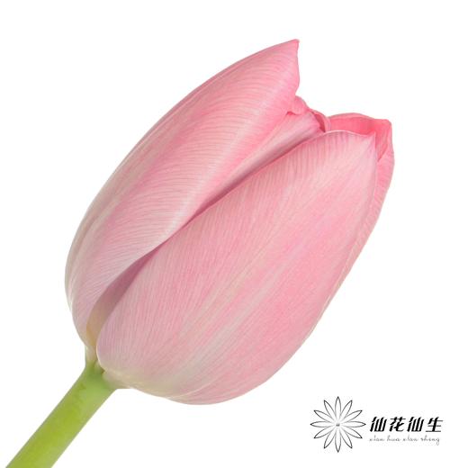 国产郁金香 | 魔幻 商品图0