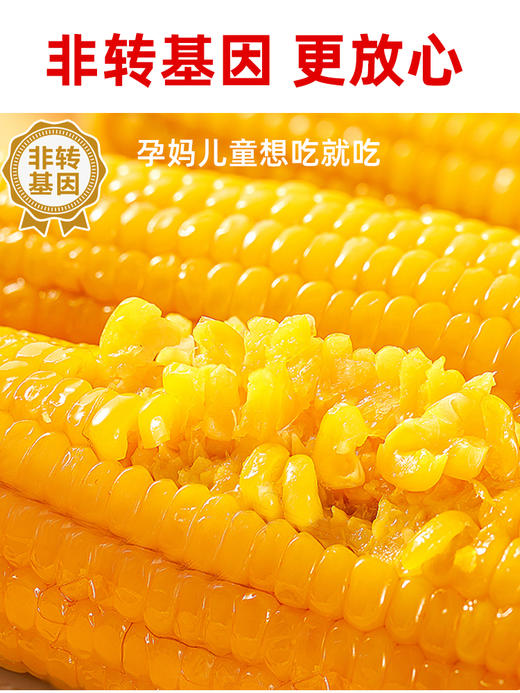 糯氏东北黄糯玉米棒新鲜糯玉米真空包装粘玉米非转基因早餐代餐玉米棒   250g/根 商品图5