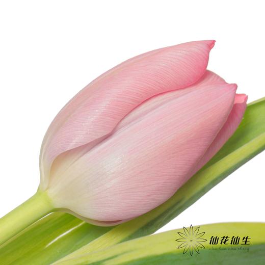 国产郁金香 | 魔幻 商品图4