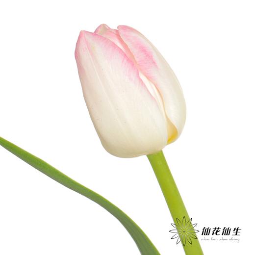 国产郁金香 | 马卡龙 商品图3