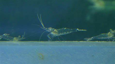 玻璃虾 商品图0