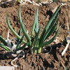 【密云】杨家葱1斤  新鲜羊角葱现拔小葱 葱味浓郁  适合做馅   商品缩略图2