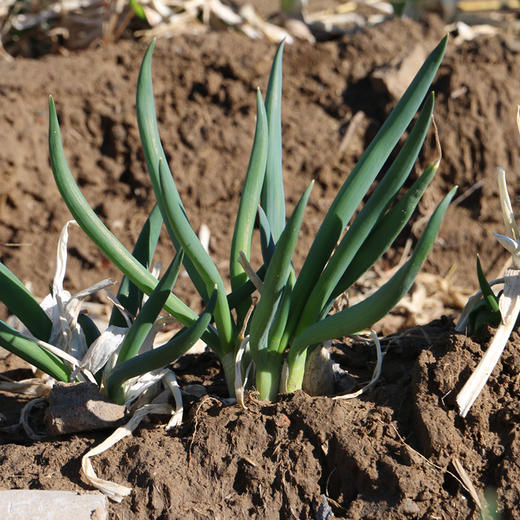 【密云】杨家葱1斤  新鲜羊角葱现拔小葱 葱味浓郁  适合做馅   商品图2