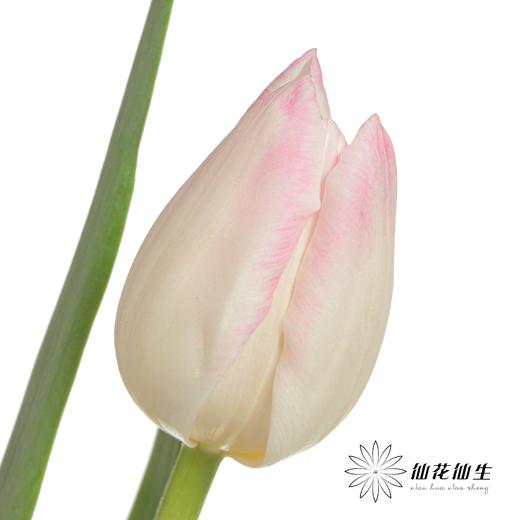 国产郁金香 | 马卡龙 商品图4