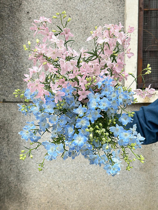 日本进口小飞燕鲜切花 商品图0