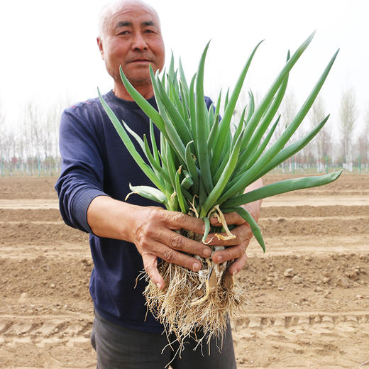 【密云】杨家葱1斤  新鲜羊角葱现拔小葱 葱味浓郁  适合做馅   商品图1