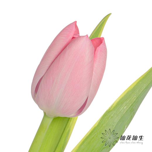 国产郁金香 | 魔幻 商品图2