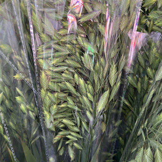 小盼草 商品图4