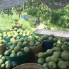 【泰国进口青柚】入口清甜，水分饱满，酸度很低，没有一丝麻味，有一股特别的柚子清香，被誉为“柚中之王 商品缩略图3