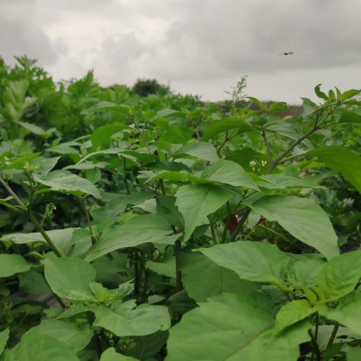 生态白花菜 | 绿家自产*ecological lettuce | Self-production 商品图2