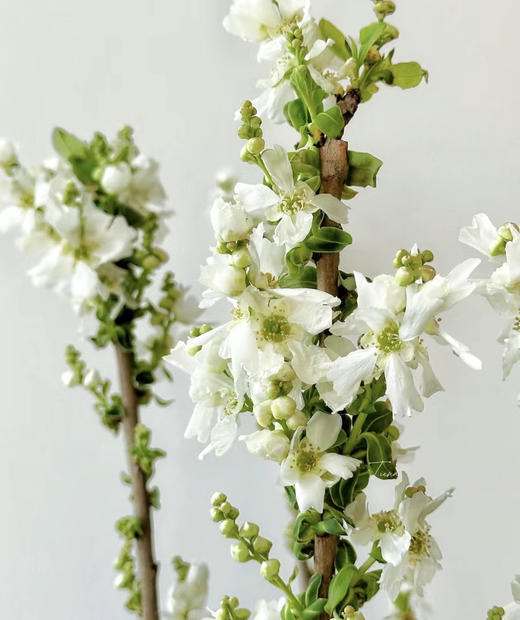 【春枝花】白娟梅  扎 商品图6