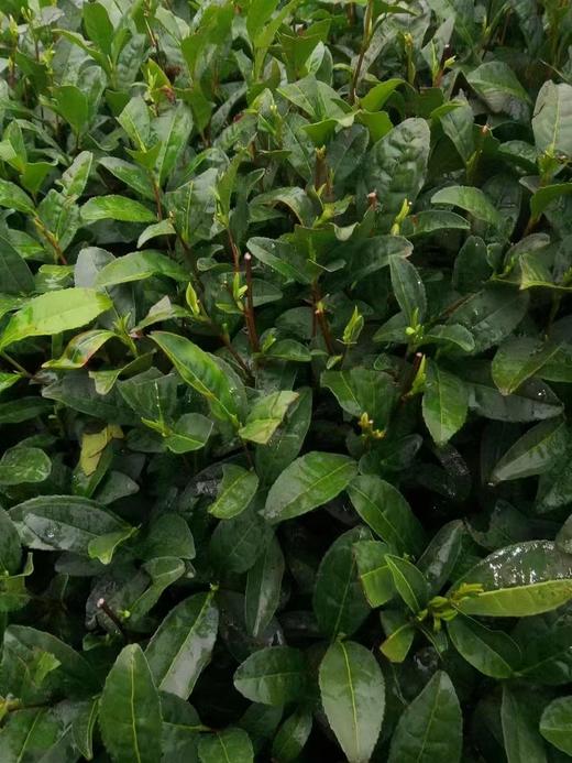 西子湖畔 一口春鲜〡2024年梅家坞群体种龙井茶  核心产区 商品图4