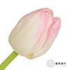 国产郁金香 | 马卡龙 商品缩略图0