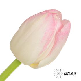 国产郁金香 | 马卡龙