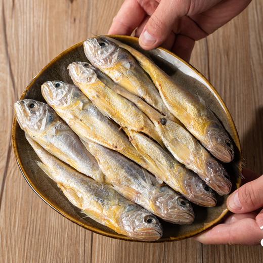 舟山野生小黄鱼 | 舟山本地雷达网海捕 肉质丰腴肥美 油脂丰厚鲜嫩 新鲜刺少 蒜瓣肉紧实有弹性 条条精选营养丰富 商品图6