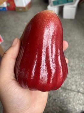 黑金刚莲雾！四季佳品！减肥减肥啊！嫩又脆冰糖甜，水汪汪！