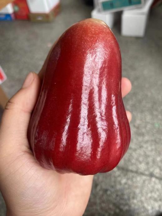 黑金刚莲雾！四季佳品！减肥减肥啊！嫩又脆冰糖甜，水汪汪！ 商品图0