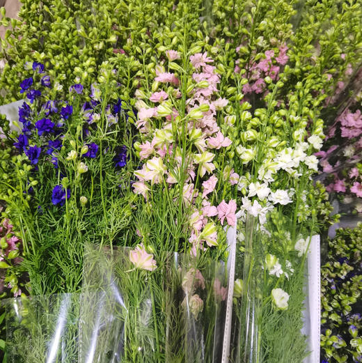 千鸟飞燕 商品图0