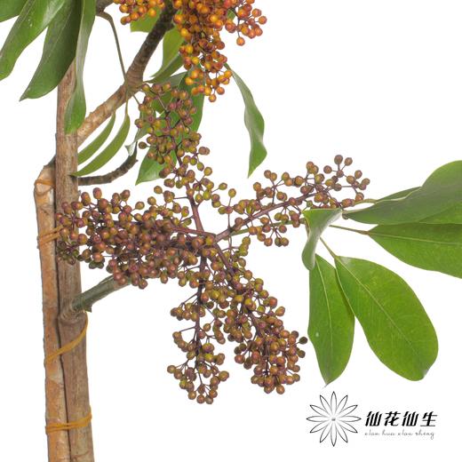 叶材 | 鹅掌果 商品图5