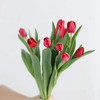 荷兰进口红色郁金香10支 商品缩略图2