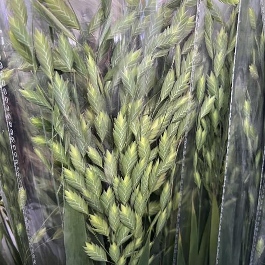 小盼草 商品图2