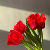 荷兰进口红色郁金香10支 商品缩略图4