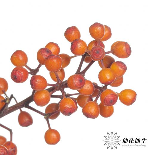 叶材 | 鹅掌果 商品图1