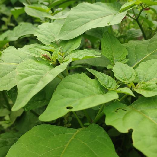 生态白花菜 | 绿家自产*ecological lettuce | Self-production 商品图0