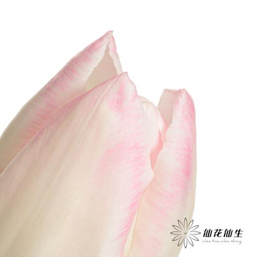 国产郁金香 | 马卡龙 商品图2